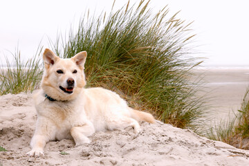 Dog lying in the dunes on the beach of Ameland, The Netherlands.