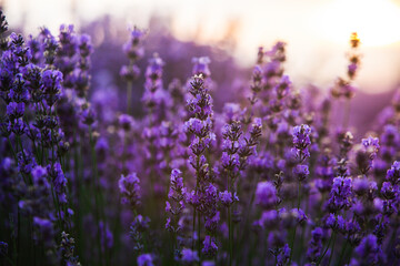 Beautiful lavender field at sunrise. Purple flower background. Blossom violet aromatic plants. - obrazy, fototapety, plakaty