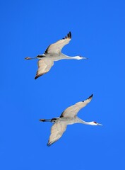 a pair of majestic sandhill cranes in flight against a blue winter sky in bernardo state wildlife refuge near socorro, new mexico