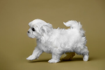 Little white puppies maltese in the studio