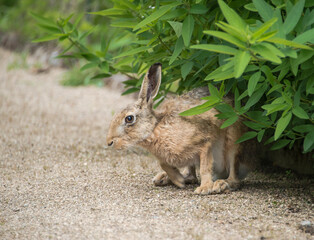 Hase im Garten