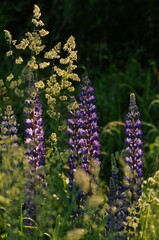 Purple lupines in the field