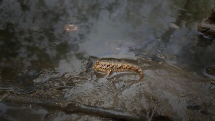 mud skipper on mud