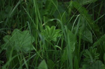 grass with dew drops
