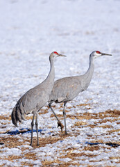 a pair of sandhills cranes in  the snow in a corn field in their winter habitat of bernardo state wildlife refuge, near socorro, new mexico