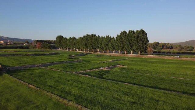 vuelo de drone sobre arrozales de calasparra en ,Murcia, Espa&ntilde;a