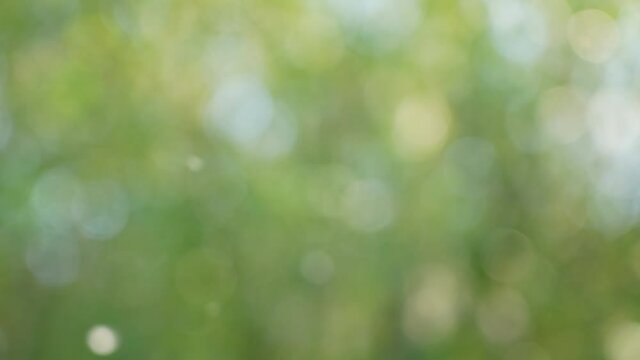 Blurry abstract particles 4k green, blue, yellow gradient video background. Sunny bright bokeh of defocused pollen and clouds of insects flying in air over charming blurry green trees boke backdrop