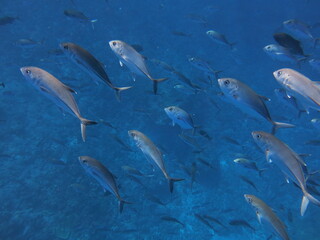 Swimming School of Bigeye trevally