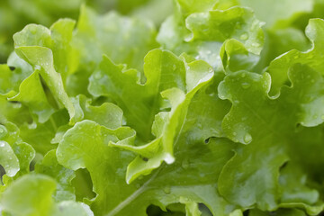 Green edible salad. Seasoning for food. Summer food with fresh vegetables. Vegan and raw food.