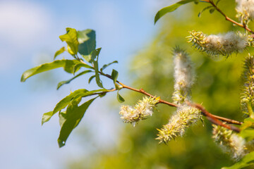 Tree from which fluff flies, Alder fluffy, blooms in May.