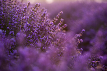 Fototapeta na wymiar Beautiful lavender field at sunrise. Purple flower background. Blossom violet aromatic plants.