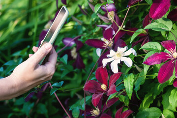 Taking picture of flowering plant with smartphone, woman using mobile application to identify...