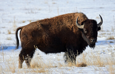 american bison grazing in the snow in winter  along the wildlife drive in the rocky mountain arsenal national wildlife refuge  in commerce city, near denver, colorado