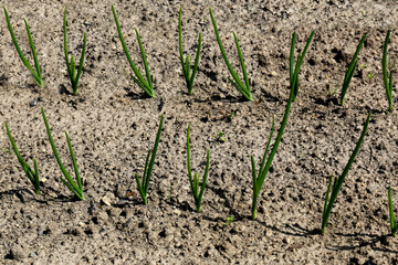 Spring onions growing in vegetable garden, young spring onions