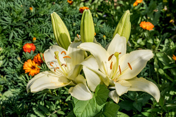 Obraz premium Asiatic Hybrid Lily (Lilium hybridum) in garden