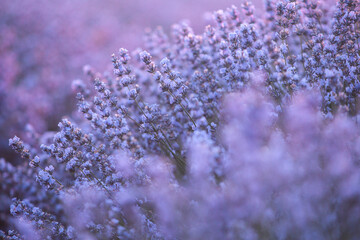 Beautiful lavender field at sunrise. Purple flower background. Blossom violet aromatic plants.