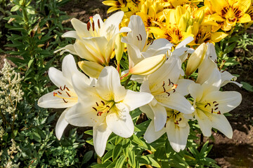 Fototapeta premium Asiatic Hybrid Lily (Lilium hybridum) in garden