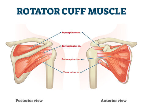 Rotator cuff muscle with anatomical posterior and anterior view expample. Educational labeled scheme with supraspinatus, infraspinatus, teres minor and subscapularis location vector illustration.