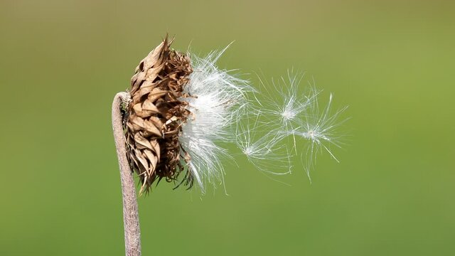 Fluffy seeds of milk thistle swaying in the wind, Carduus nutans