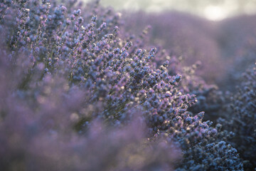 Beautiful lavender field at sunrise. Purple flower background. Blossom violet aromatic plants.