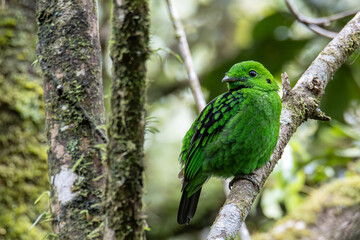 Beautiful bird green broadbill perching on a branch. Whitehead's Broadbill bird endemic of Borneo