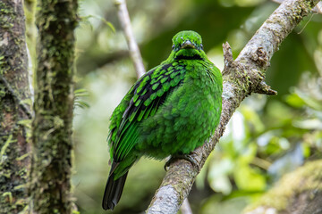 Beautiful bird green broadbill perching on a branch. Whitehead's Broadbill bird endemic of Borneo