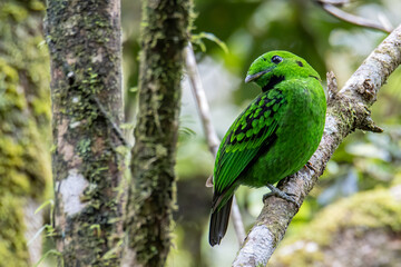 Beautiful bird green broadbill perching on a branch. Whitehead's Broadbill bird endemic of Borneo