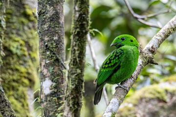 Beautiful bird green broadbill perching on a branch. Whitehead's Broadbill bird endemic of Borneo