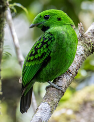 Beautiful bird green broadbill perching on a branch. Whitehead's Broadbill bird endemic of Borneo
