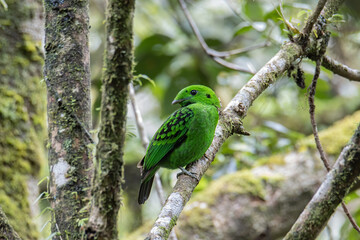 Beautiful bird green broadbill perching on a branch. Whitehead's Broadbill bird endemic of Borneo