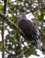 Mountain Imperial Pigeon perch on tree branch on nature rainforest jungle