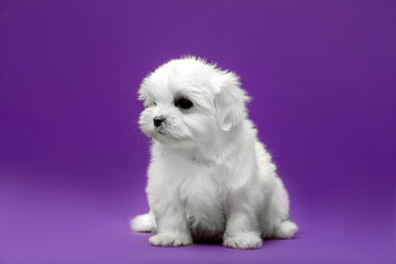 Obraz premium Beautiful and cute maltese puppies on a purple background