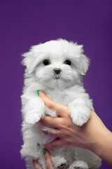 Beautiful and cute maltese puppies on a purple background