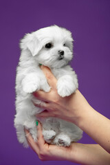 Beautiful and cute maltese puppies on a purple background