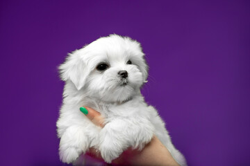 Beautiful and cute maltese puppies on a purple background