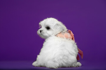 Beautiful and cute maltese puppies on a purple background