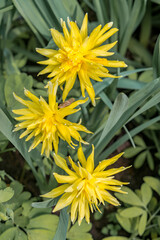 Double Daffodil 'Rip van Winkle' (Narcissus minor) in park