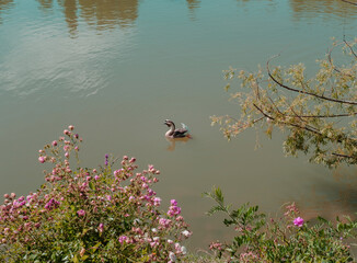 Chinese gosses on a lake. Beautiful landscape. Summer colors. Rioja, Spain.