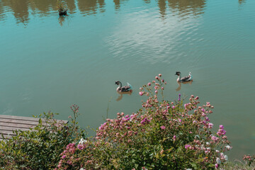 Chinese gosses on a lake. Beautiful landscape. Summer colors. Rioja, Spain.