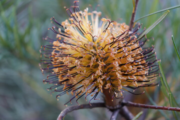 Yellow Banksia natural flower, native flowers australia