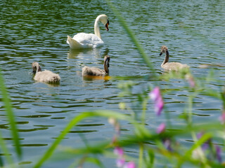 swan married couple with chicks on the lake