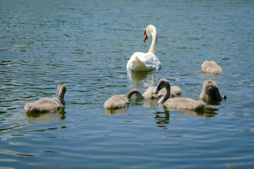 swan married couple with chicks on the lake