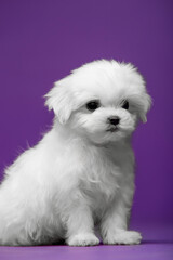 Beautiful and cute maltese puppies on a purple background
