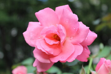 咲き誇る一輪の薔薇、雨上がりの雫