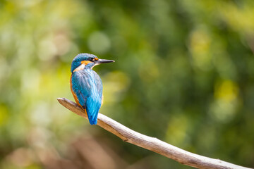 Common Kingfisher (Alcedo atthis) perching on a branch.