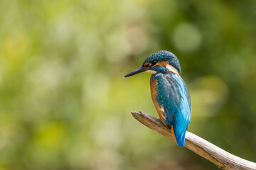 Common Kingfisher (Alcedo atthis) perching on a branch.