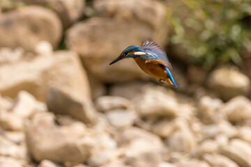 Common European Kingfisher (Alcedo atthis). river kingfisher flying