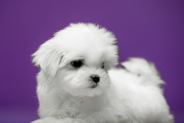 Beautiful and cute maltese puppies on a purple background
