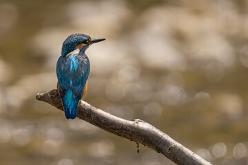 Common Kingfisher (Alcedo atthis) perching on a branch.