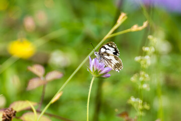 Macrofotografía de una mariposa